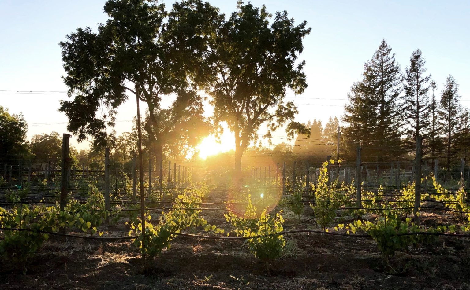 VINEYARDS - MacLaren Wines