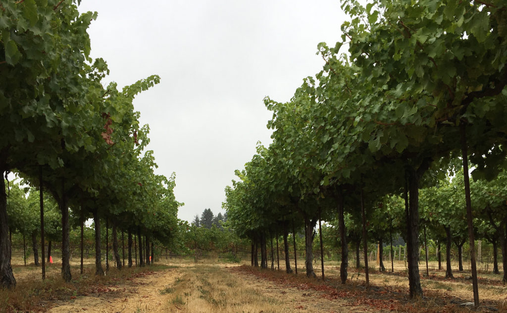 VINEYARDS - MacLaren Wines